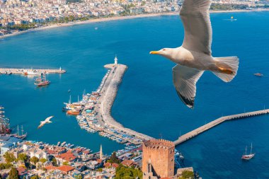 Kızıl Kule 'nin havadan panoramik görüntüsü Ben Kizil Kule, marina, Alanya Deniz Feneri ve martılar uçarken tekneler. Alanya 'nın binaları ve uzun sahilleri bulanık görünüyor. Rusça ve Ukraynaca için popüler bir hedef. Alman ve İskandinav turistler.