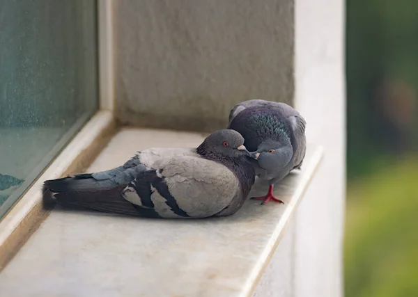 Pigeons kissing while standing on sill. Two pigeon love kiss. Cute couple of beautiful rock dove mating. Animals in the city.