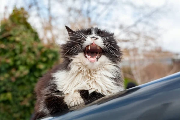 Adorable fluffy black and white cat yawning while standing on car hood under sun. Sleepy lazy stray cat warming in the street in winter.