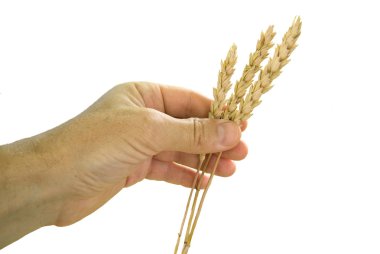 buğday kulakları ile el