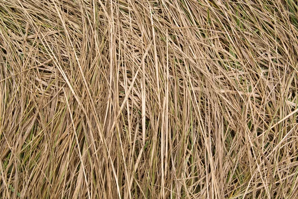 Kuru çayır çimen — Stok fotoğraf