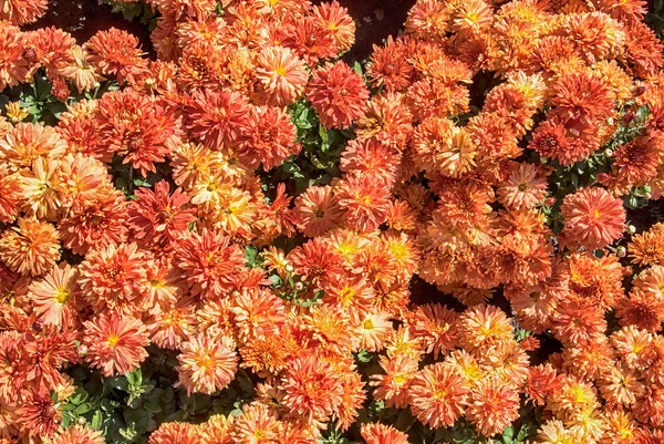 Carpet from chrysanthemums — Stock Photo, Image