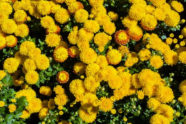 Yellow chrysanthemums — Stock Photo, Image