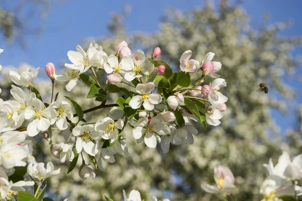 In May orchards blossom Stock Photo