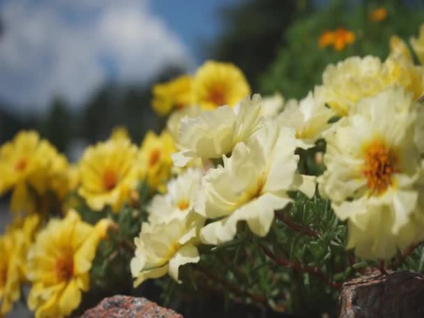 Fleurs sur un vent 