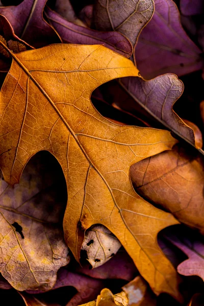 Nahaufnahme von wunderschönem, kompliziertem Herbstlaub. — Stockfoto