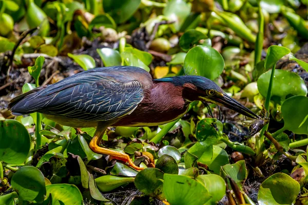 Una Garza Verde Salvaje Atrapando un Cangrejo (Cangrejo de Cangrejo) para el almuerzo en los pantanos de Brazos Bend, Texas . — Foto de Stock