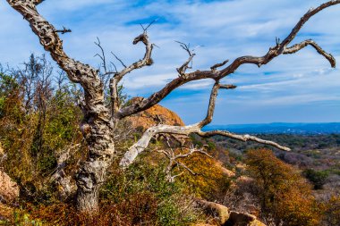 büyülü rock, texas hill ülkedeki çarpık gnarly ölü ağaç.