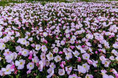 An Incredible Wide Angle View of a Meadow Teeming with Hundreds of Texas Pink Evening Primrose Wildflowers as Far as the Eye can See. clipart