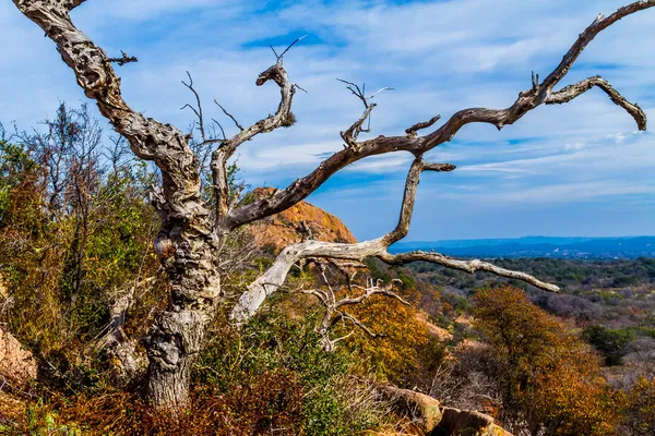 Kroucené drsný mrtvý strom na kouzelný rock, v zemi kopci texas. — Stock fotografie