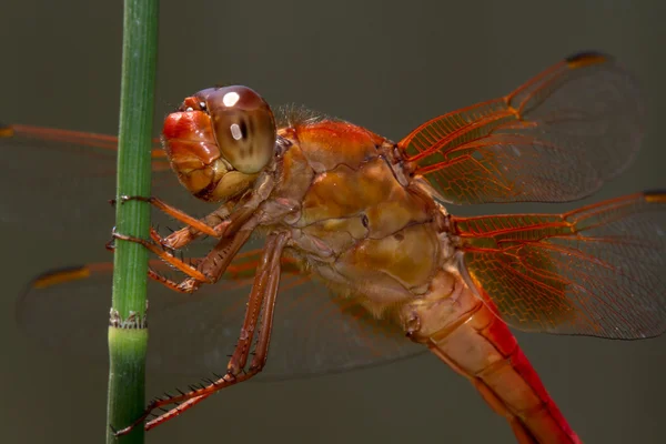 Closeup of Red Skimmer or Firecracker Dragonfly. — Stock Photo, Image