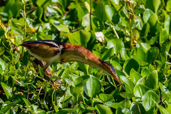 Um Amargo Mínimo Selvagem com Caça ao Pescoço Totalmente Estendida para Comida nas Águas Pântanos de Brazos Bend, Texas . — Fotografia de Stock