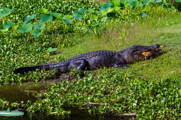 Um tiro raro de um grande jacaré selvagem comendo uma grande tartaruga de concha macia no leste do Texas . — Fotografia de Stock