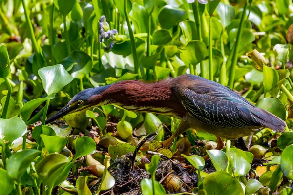 Ein wilder grüner Reiher mit ausgestrecktem Hals, der in den sumpfigen Gewässern von Brazos auf Nahrungssuche geht. — Stockfoto