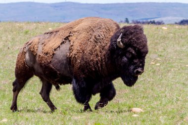 ikonik vahşi batı sembolü - Oklahoma dizi Amerikan bizonu (veya buffalo).
