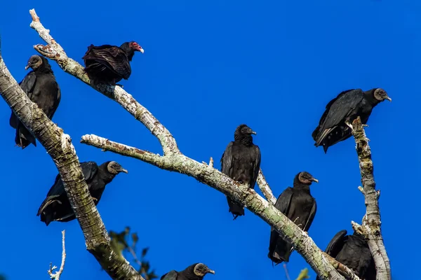 Um tiro de perto de vários abutres da Turquia, também conhecido como Buzzards . — Fotografia de Stock