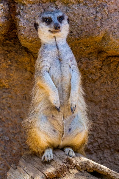 Closeup Shot of a Curious African Meerkat Cat-like Animal. — Stock Photo, Image