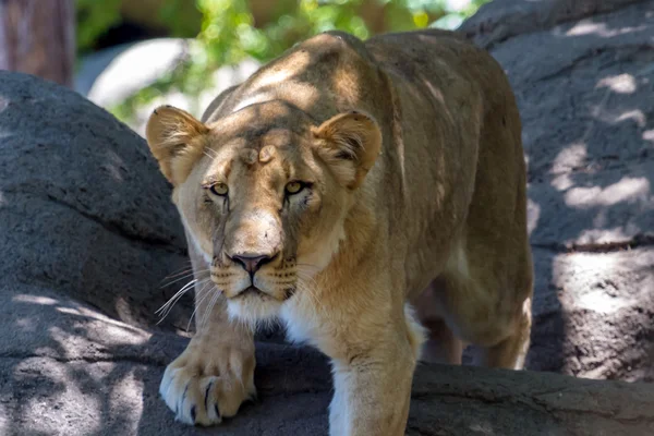 Une belle mais mortelle lionne africaine . — Photo