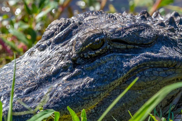 Grands yeux d'alligator sauvage au Texas . — Photo