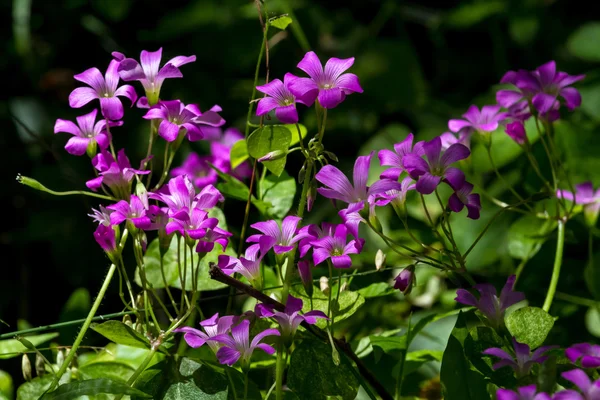 En varm skogen golvet skott av vacker violett Harsyra blommor växer vilt i texas. — Stockfoto