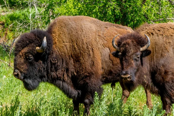 L'iconico simbolo selvaggio occidentale - il bisonte americano (o bufalo) sulla catena montuosa in Oklahoma . — Foto Stock