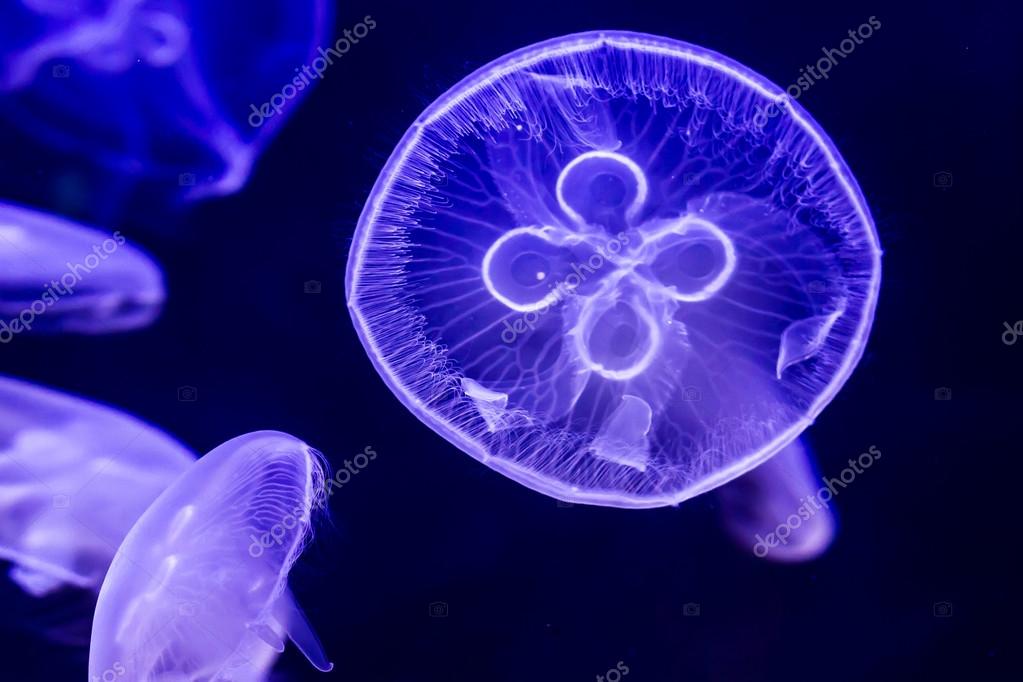 Beautiful Moon Jellyfish. Glowing in the dark. Stock Photo by