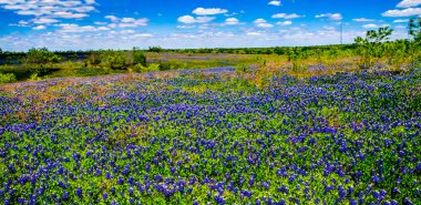 A Beautiful Panoramic Wide Angle Shot of a Field Teeming with the Famous Texas Bluebonnet Wildflowers, in Texas. clipart