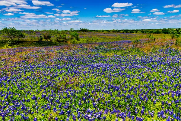 A Beautiful Wide Angle View of a Texas Field Blanketed with the Famous Texas Bluebonnet — Stock Photo, Image