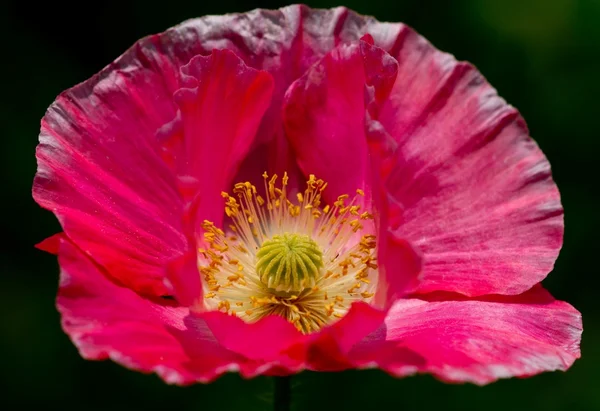 A Delicate Red Paper-Like Poppy Flower Growing Wild in Texas. — Stock Photo, Image