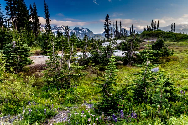 Surrealistyczne alpejska łąka w tle ośnieżone pasmo górskie w lodge raj na mount rainier — Zdjęcie stockowe