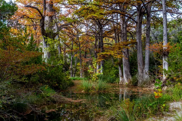 Renkli dev servi ağaçları ile huzurlu hamilton Creek güzel sonbahar yaprakları — Stok fotoğraf