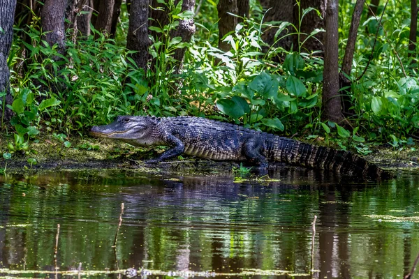 An Unusual Shot of a Large American Alligator Walking on a Lake Bank — Stock Photo, Image