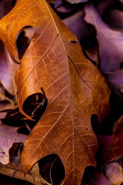 Nahaufnahme von wunderschönem, kompliziertem Herbstlaub. — Stockfoto