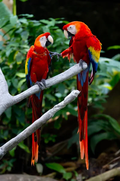 Onların mesafe koruma konusunda bir tartışma iki scarlet macaws. — Stok fotoğraf