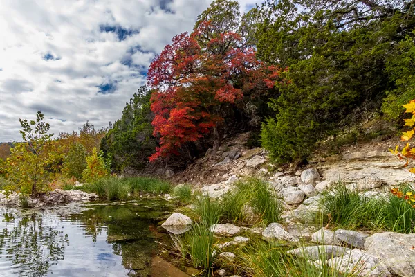 Блестящий красный осенью листвы на потеряли клены парк штата Техас. — стоковое фото