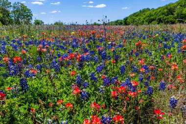 ünlü texas bluebonnet ve Hint boya fırçası çiçekler, Teksas ile iç içedir alan bir güzel geniş açı çekim.