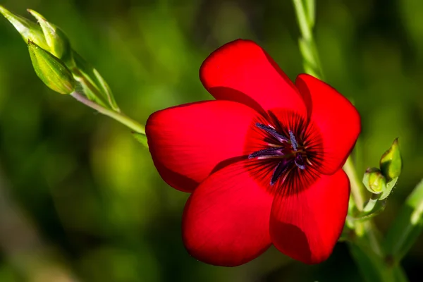Блискучий червоний Драммонд Phlox (я думаю) Wildflower вирощування диких в Техасі — стокове фото