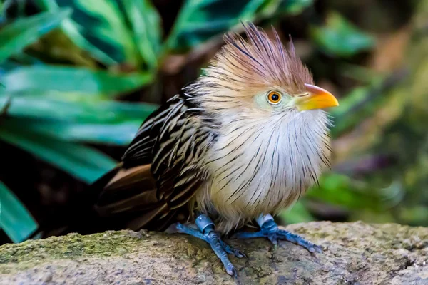 Une posture frappante d'un oiseau de coucou Guira — Photo