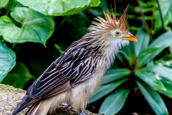 A Striking Pose of a Guira Cuckoo Bird — Stock Photo, Image