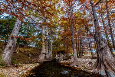 büyük servi ağaçları bir kristal berraklığında texas hill ülke akışını astar çarpıcı sonbahar renkle guadeloupe Nehri yakınındaki.