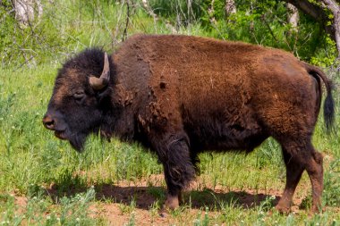 Oklahoma aralığında yaşayan ikonik bir vahşi batı sembolü - Amerikan bizonu (bizon bizon), olarak da bilinen Amerikan Buffalo,.