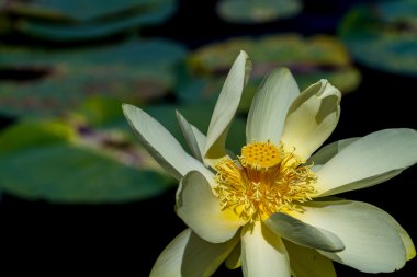 güzel sarı lotus (olarak da bilinen nelumbo lutea, Amerikan lotus, su chinquapin veya Volée) ile büyük zambak yastıkları çiçek.