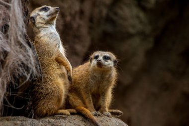 meerkat veya poz suricate ve tutma avcılar için izle.
