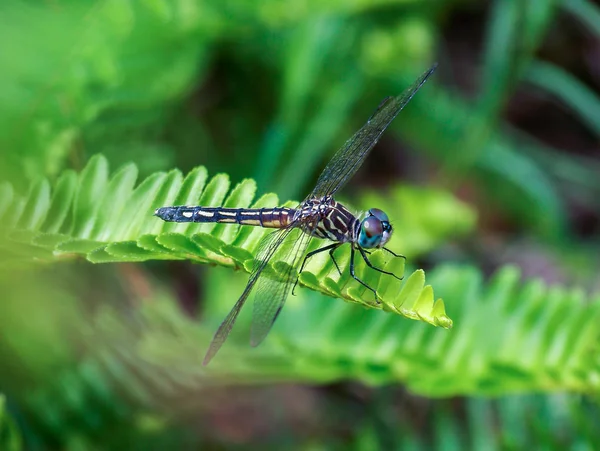 Macro Gros plan d'une libellule jaune et noire aux grands yeux bleus . — Photo