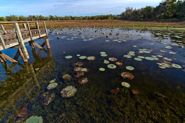 Ciekawy widok na jezioro natura z drewnianych połowów dok i lotus lily podkładki — Zdjęcie stockowe