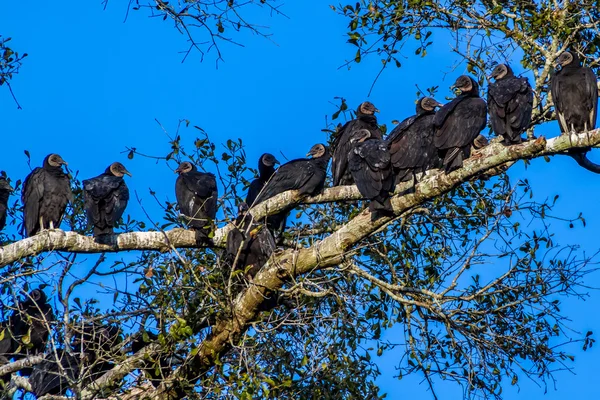 A Group of Turkey Vultures (Cathartes aura), also known as buzzards, socializing in a tree roost at Brazos Bend, Texas. — Stock Photo, Image