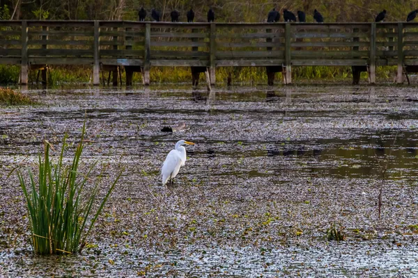 A Great White Egret, (Ardea alba), Out Hunting for a Meal Near an Old Fishing Pier at Brazos Bend, Texas — Stock Photo, Image