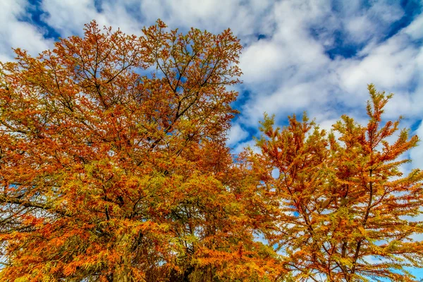 Jasny pomarańczowy spadek liści na drzewie bald cypress w Teksasie. tło upadek lub jesień. — Zdjęcie stockowe