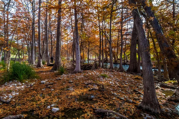 Texas hill country guadalupe nehir texas servi ağaçlarının kristali çevreleyen çarpıcı sonbahar renkleri temizleyin. — Stok fotoğraf