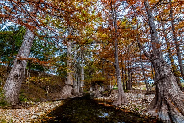 Árvores de cipreste grandes com a cor impressionante da queda que reveste um córrego cristalino do país da colina de Texas perto do rio de Guadalupe . — Fotografia de Stock